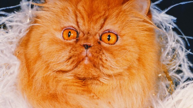 Watch Cherry Pop: The Story of the World's Fanciest Cat Online