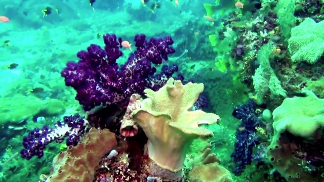 Watch Magical Reef: The Islands of the Four Kings Online