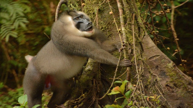 Watch Monkeys of Bioko Online