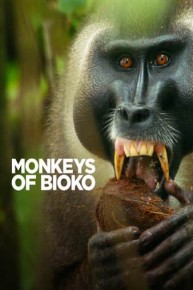 Monkeys of Bioko