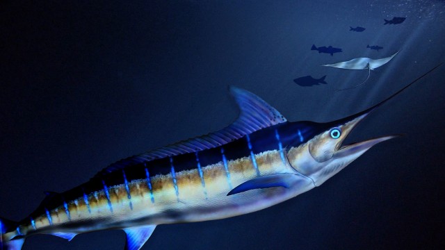 Watch Superfish: Billfish Online