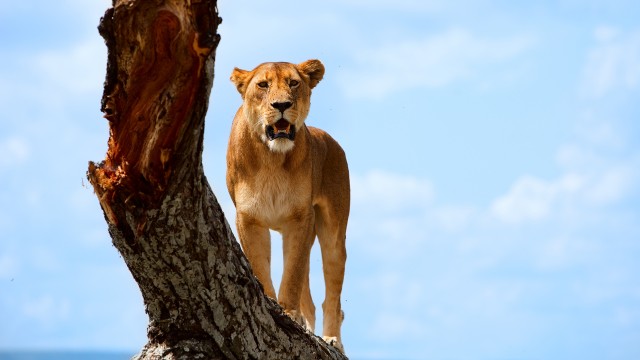 Watch My African Safari Online