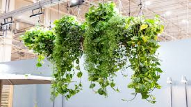 Watch The beauty of houseplants Online