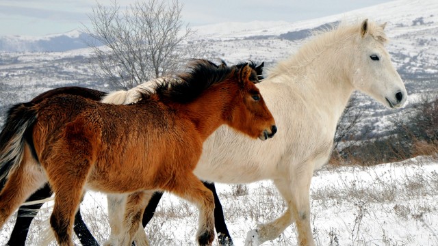 Watch The Adventure of America's Horses Online