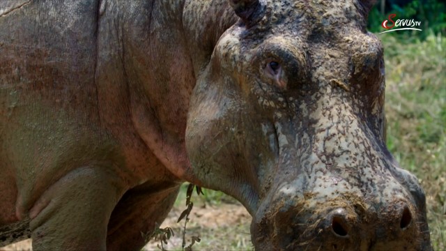 Watch The Hunt for Escobar's Hippos Online