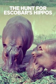 The Hunt for Escobar's Hippos