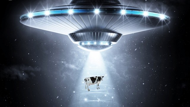 Watch The Cattle Files Online