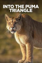 Into The Puma Triangle poster