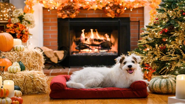 Watch A Very Happy & Friends Yule Log Online