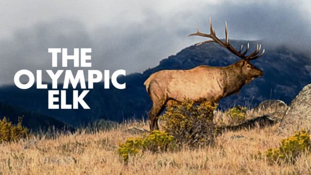 Watch The Olympic Elk Online