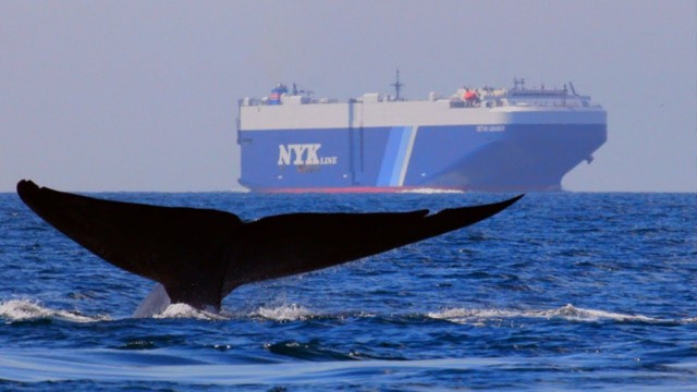 Watch Kingdom of the Blue Whale Online