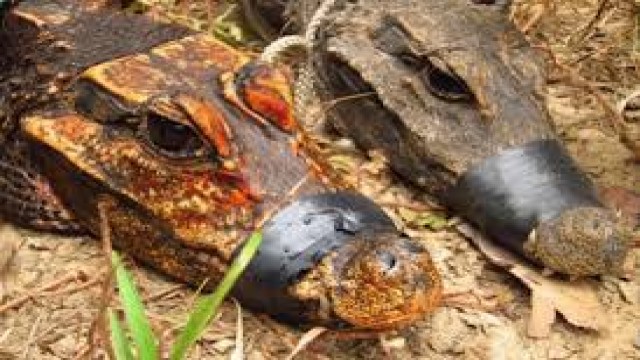 Watch Cave Crocs of Gabon Online