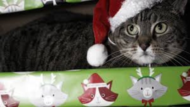 Watch A Meowy Christmas Vacation Online