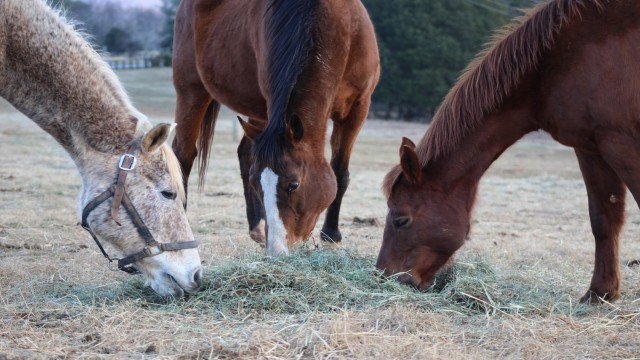 Watch Hope's Legacy Online