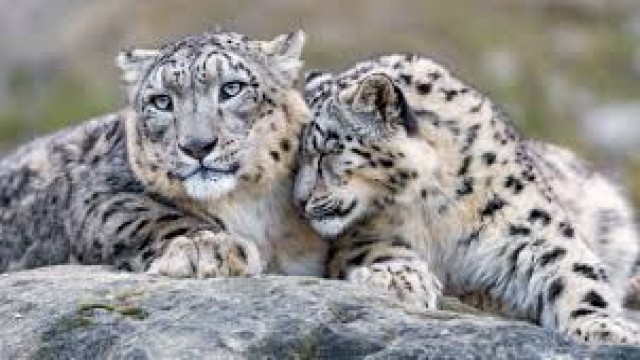 Watch Survival of the Snow Leopard Online