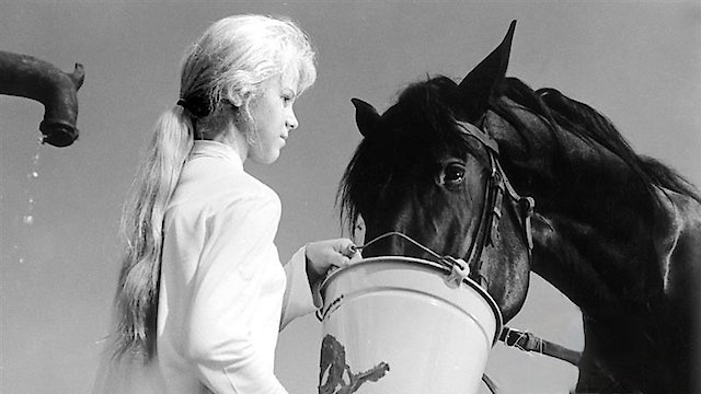 Watch The Proud Stallion Online