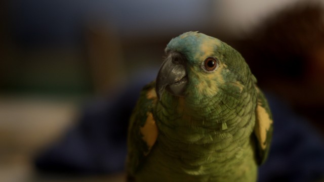 Watch My Mother is a Parrot Online
