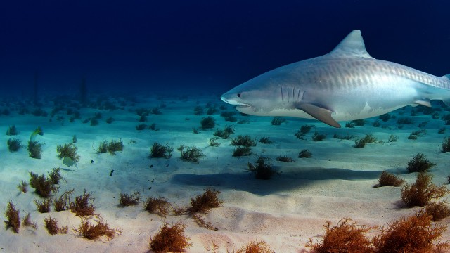 Watch Sharks Of The Bermuda Triangle Online