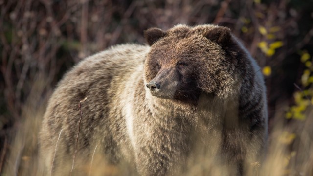 Watch Yukon's Wild Grizzlies Online