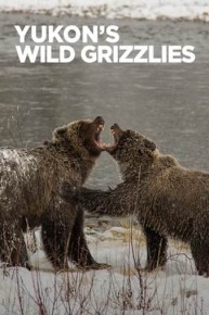 Yukon's Wild Grizzlies