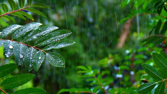 Watch Rainforest Rain Sounds for Sleeping or Studying White Noise Rainstorm Online