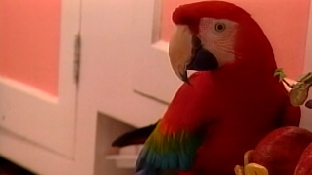 Watch Bird's Eye View: An ET's Solution for Humanity Online