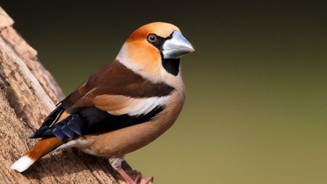 Watch The Enjoyment Of Bird Watching In Austria Online