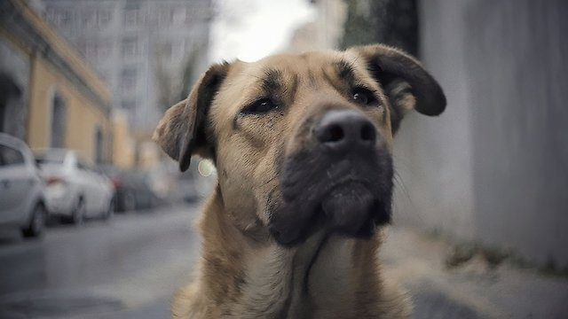 Watch Stray Online