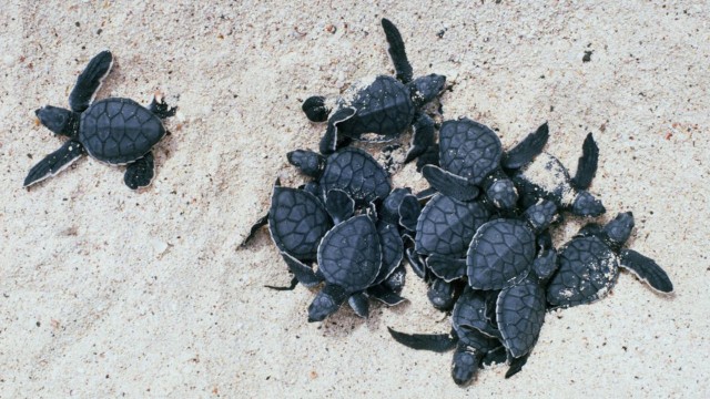 Watch Turtle Voices: Calls From The Ages Online