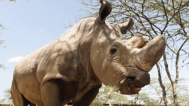 Watch The Last Male on Earth Online