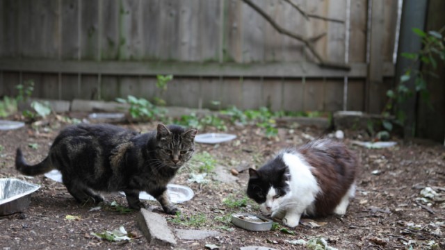 Watch Running Wild: The Cats of Cornwall Online