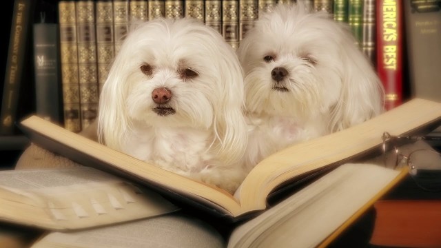 Watch Pup Tales Miss Muffet's Christmas Party Online