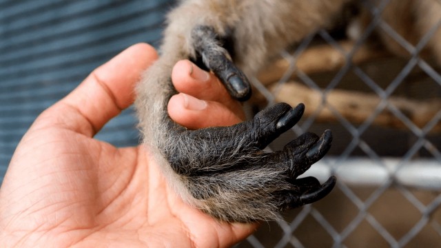 Watch The Center: Gibbons and Guardians Online