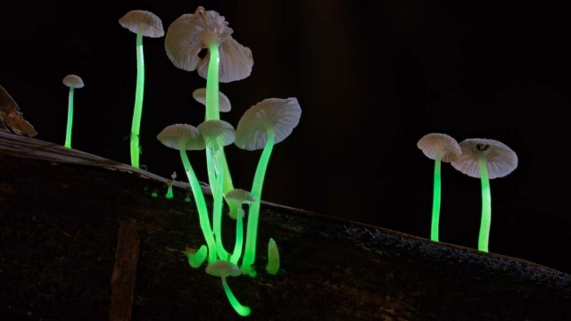 Watch Planet Fungi: North East India Online