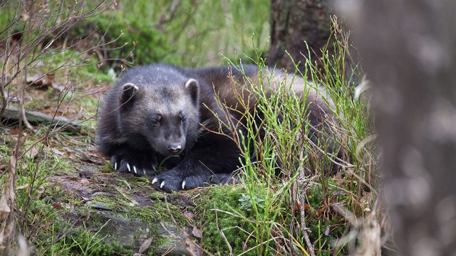 Watch Wolverine: One Tough Mother Online
