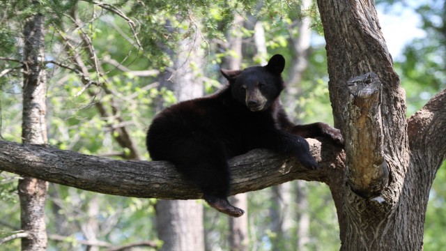 Watch America's Wild Border: Northern Exposure Online