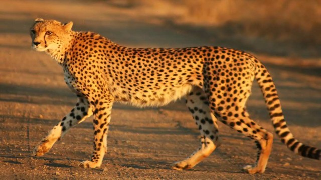 Watch The Way of the Cheetah Online