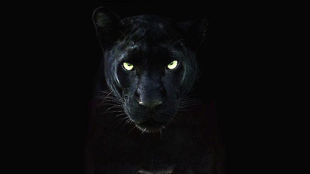 Watch The Real Black Panther Online