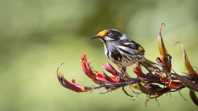 Watch Australian Small Birds Online