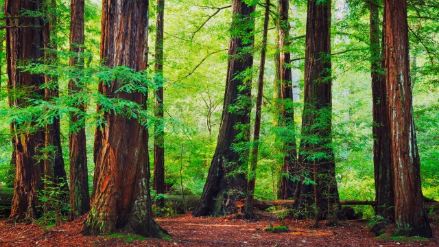 Watch Great Forest Online