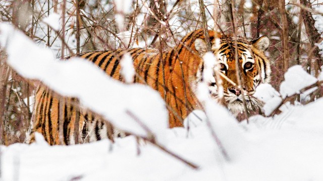 Watch Russia's Wild Tiger Online