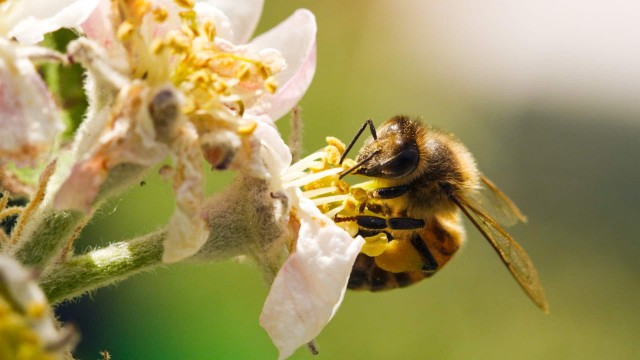 Watch A Bee's Diary Online
