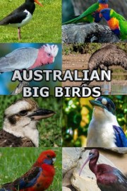 Australian Big Birds poster