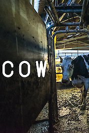 Cow poster
