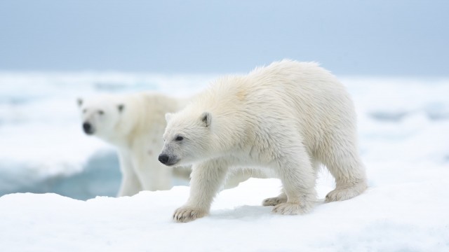 Watch Polar Bear Online