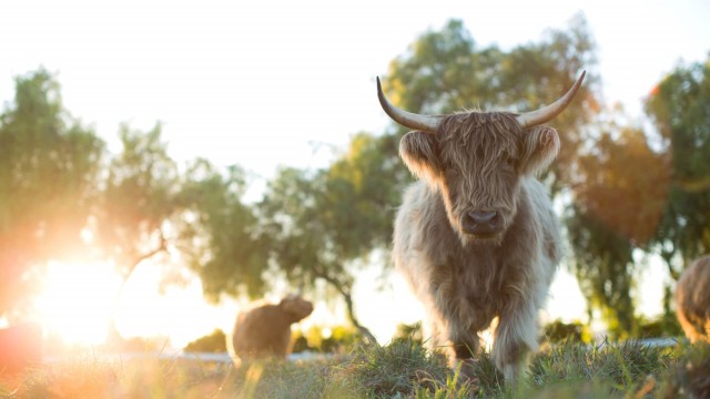 Watch The Biggest Little Farm: The Return Online