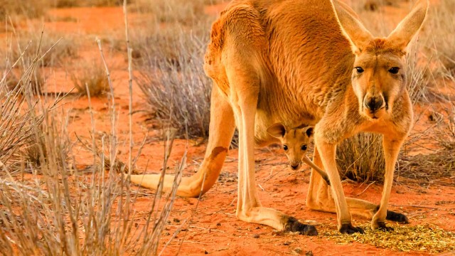 Watch The Kangaroo King Online