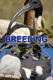 Breeding poster