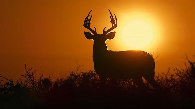 Watch Deep in the Heart: A Texas Wildlife Story Online