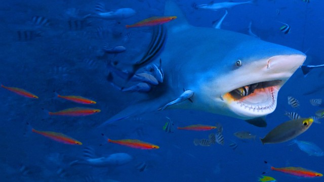 Watch Raging Bull Shark Online